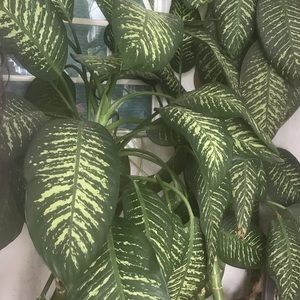 Meet your Posher, Lucie